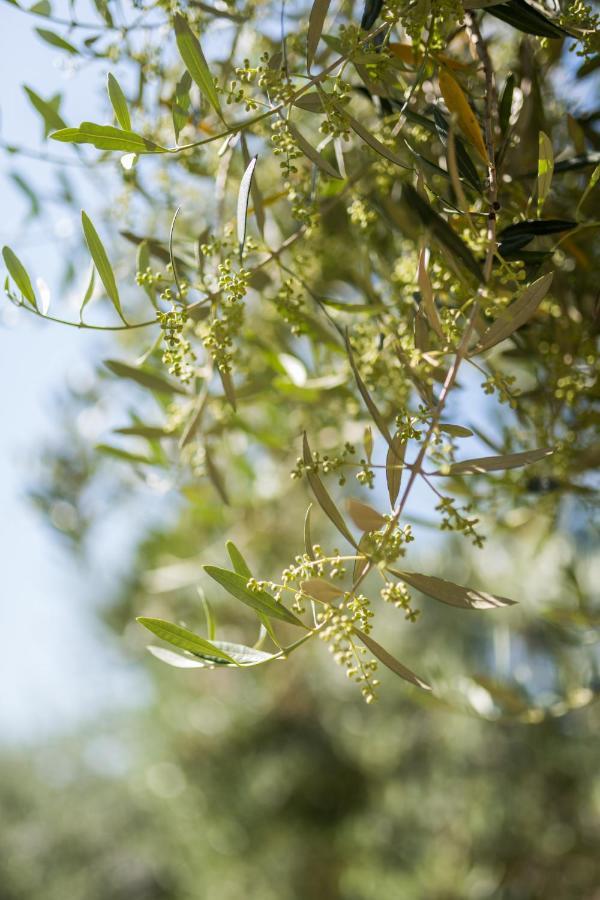 Bb Olive Bed and Breakfast Seget  Εξωτερικό φωτογραφία